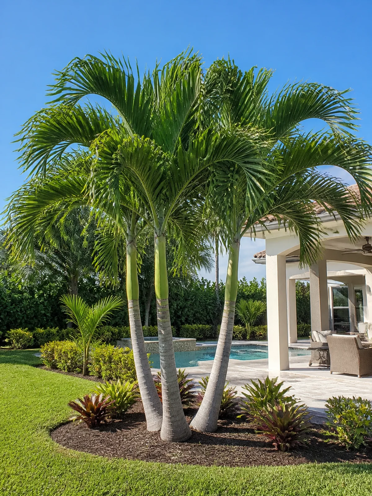 Single Christmas Palm in a residential Florida landscape