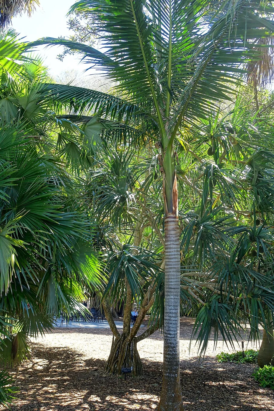 Satake palm at Marie Selby Botanical Gardens in Florida